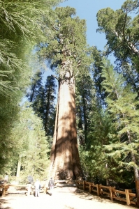 General_Sherman_Tree