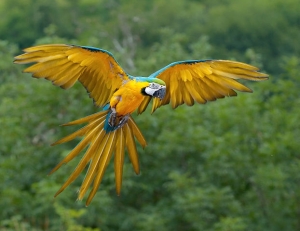 BlueAndYellowMacaw