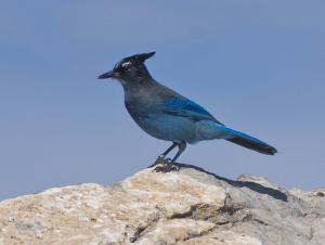 Crow_1024px-Steller's_Jay_Sandia_Peak