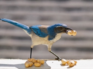 Scrub_Jay