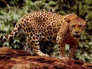 Standing_jaguar--4-3