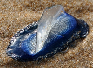 Velella