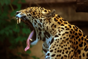jaguarPanthera_onca_at_the_Toronto_Zoo_2