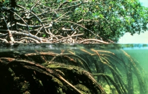 Mangroves