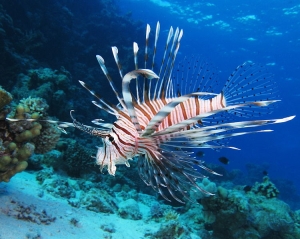 lionfish_at_Shaab_El_Erg_reef_(landscape_crop)