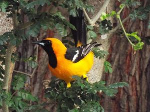 Hooded_oriole_(9154173510)