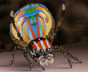 Male_peacock_spider2.svg