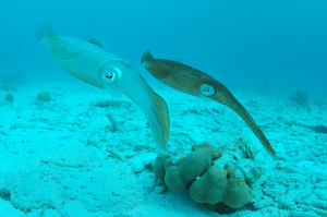 Two_Caribbean_Reef_Squid,_Bonaire,_Dutch_Antilles