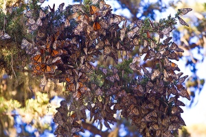 Monarch-butterflies-pacific-grove