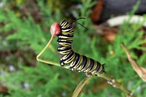 Monarch_caterpillar_1