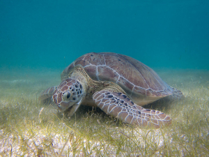 Beaches_1024px-Green_Sea_Turtle_grazing_seagrass