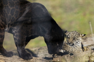 BlackJaguarWithCub