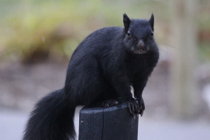 BlackSquirrel