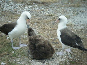GarbagePatch_Laysan_Albatross_parents_with_chick