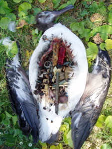 GarbagepatchLaysan_albatross_plastic_filled_stomach (1)