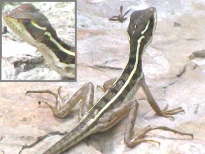 basiliscus_vittatus-3