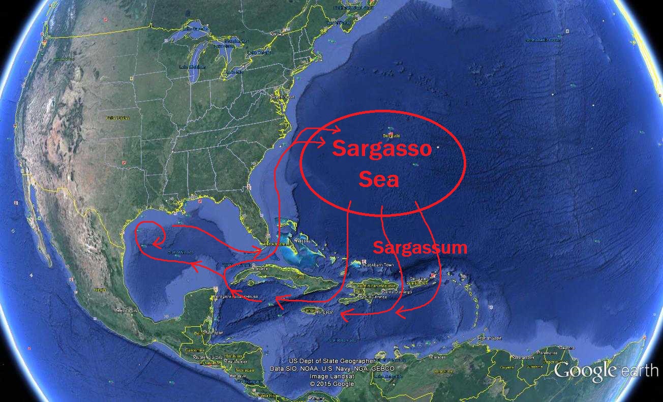 The Journey of the Sargassum